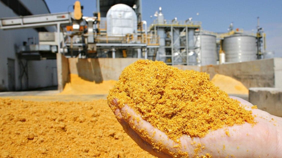 DDG se torna essencial na nutrição animal brasileira