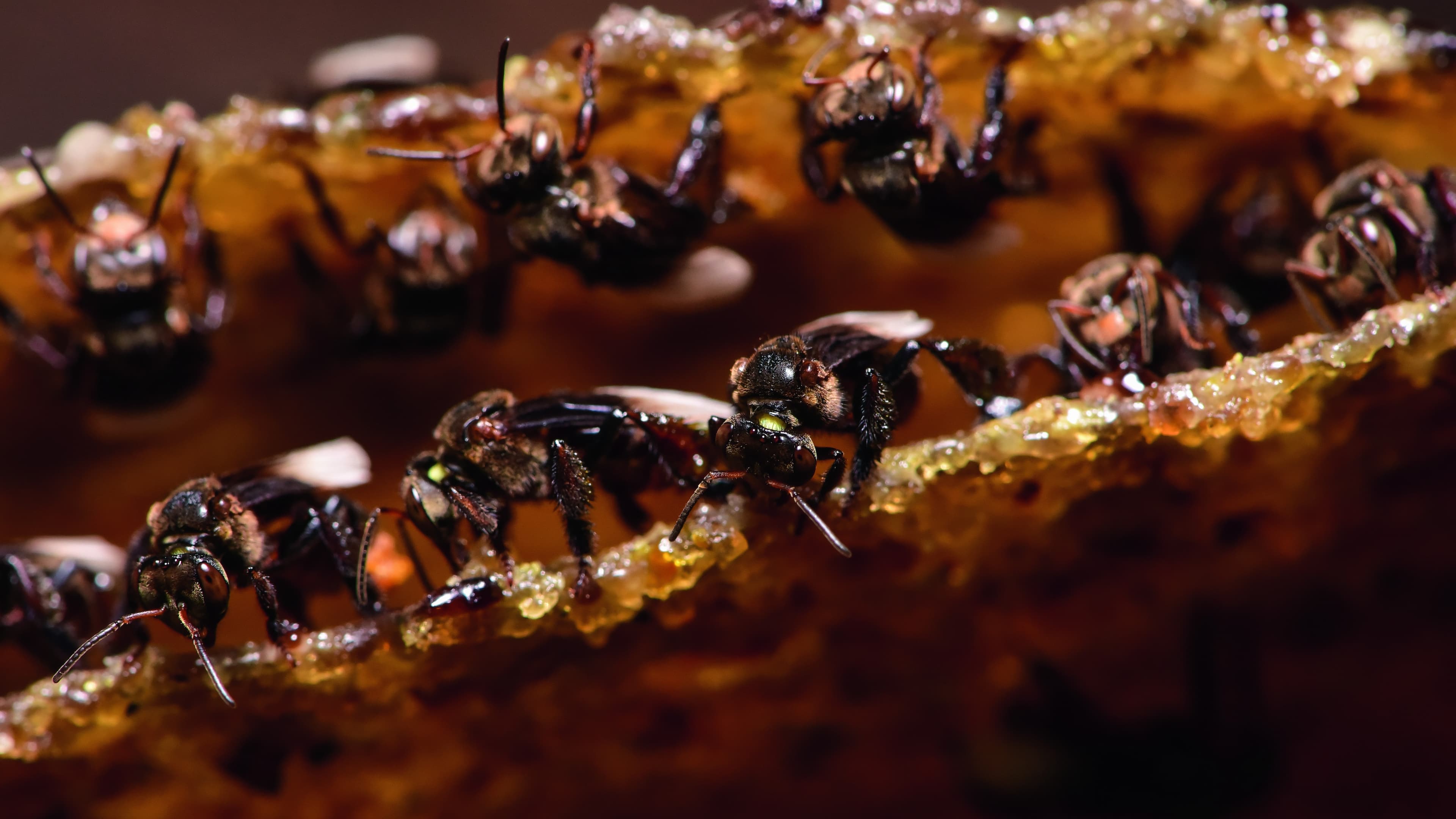 Meliponicultura em Bela Vista do Piauí transforma a economia local