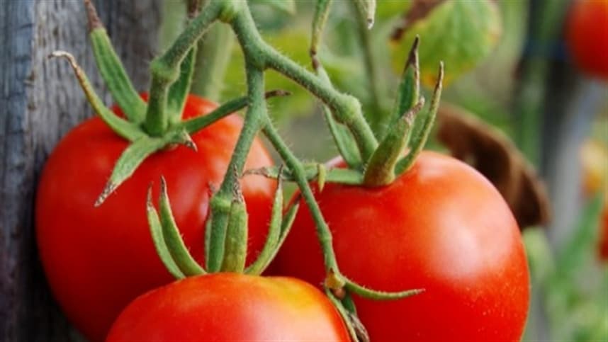 Tomateiros preservam água durante a seca para sobreviver
