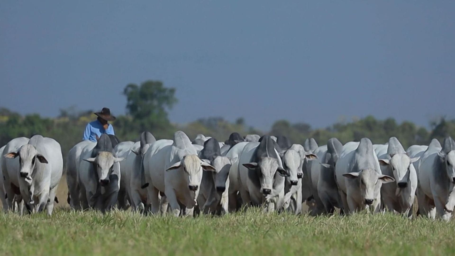 Pecuária em alta, mas desafios preocupam criadores no MT