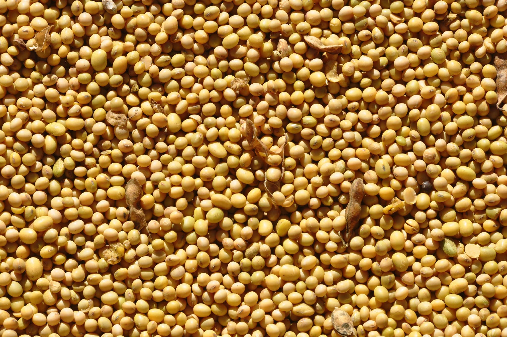 Conflito no Oriente Médio impulsiona altas nos preços de commodities agrícolas