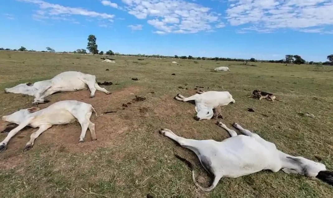 Temperaturas baixas elevam mortalidade entre rebanhos em MS