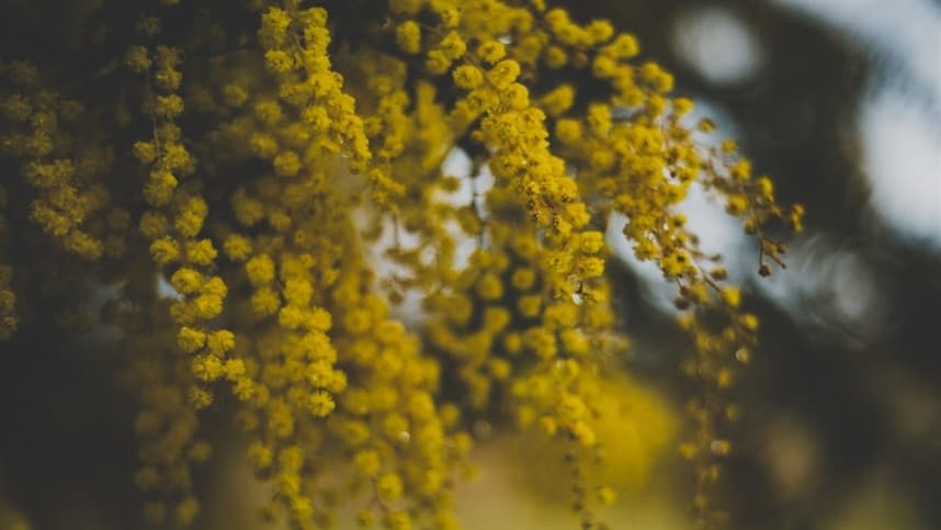 Economia na Serra Gaúcha impulsionada pelo cultivo de acácia-negra