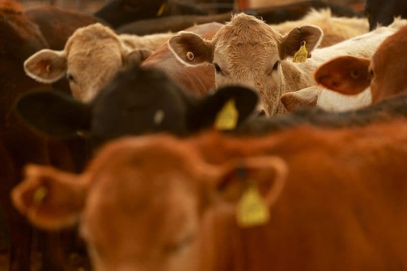 Homens são detidos por furto de bois em Rosana, SP