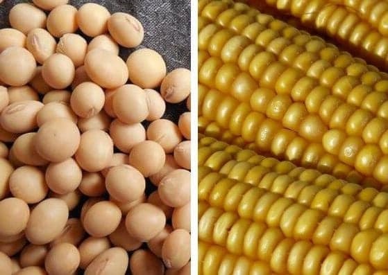 Custos da soja e do milho em Mato Grosso sobem e afetam rentabilidade