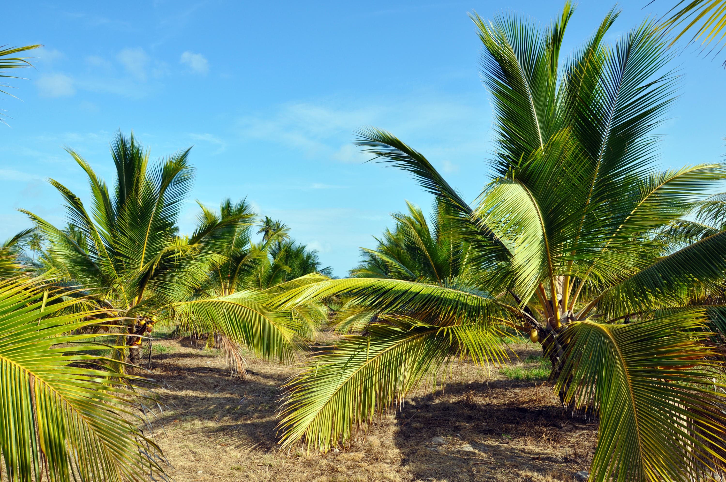 Cultivo do Coco Anão: Diretrizes da Emater para Produtores