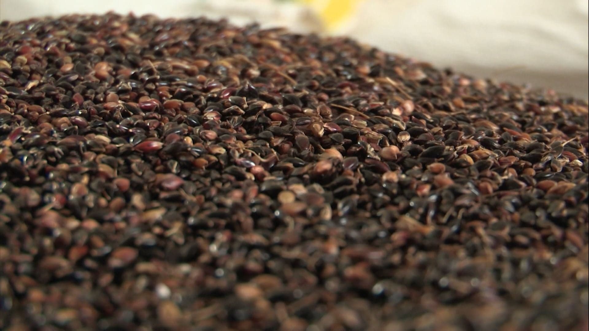 Sementes peletizadas: solução ou armadilha para pastagens?