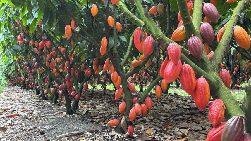 ICL e ofi Brasil lançam projeto inovador para cultivo de cacau na Bahia