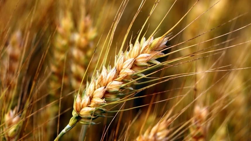 Importações de trigo crescem no Brasil favorecidas por preços internacionais