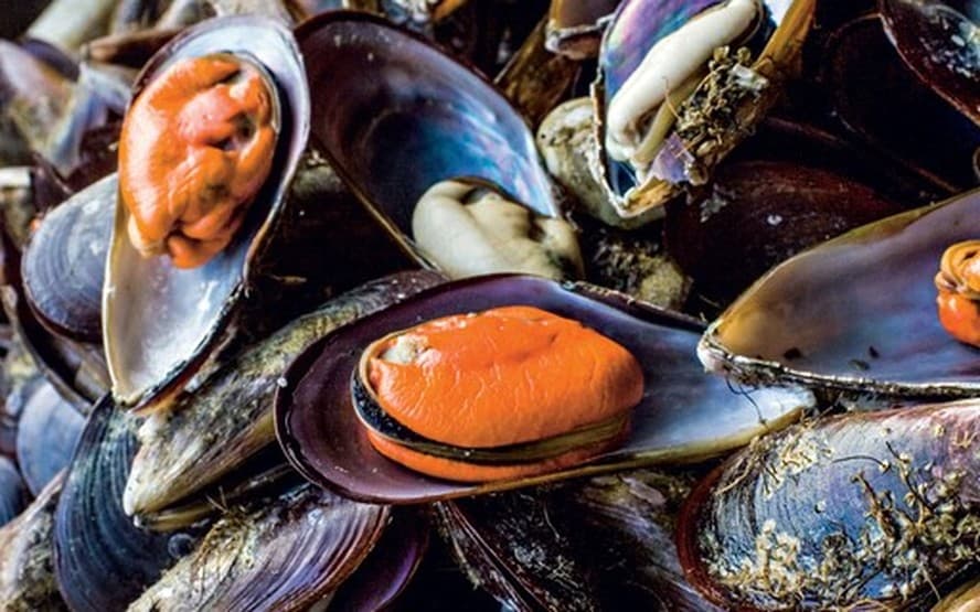 Criação de Ostras, Mexilhões e Vieiras com NRPD de Pirassunga e Instituto de Pesca