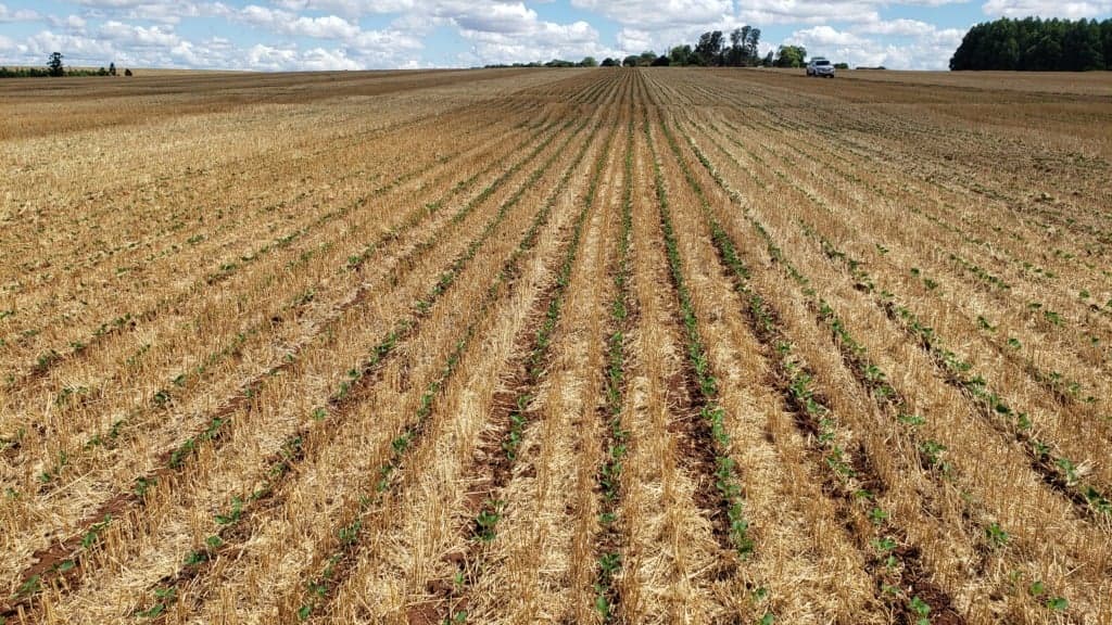 Produção de óleo de oleaginosas alcança 72,3 milhões de toneladas em 2024