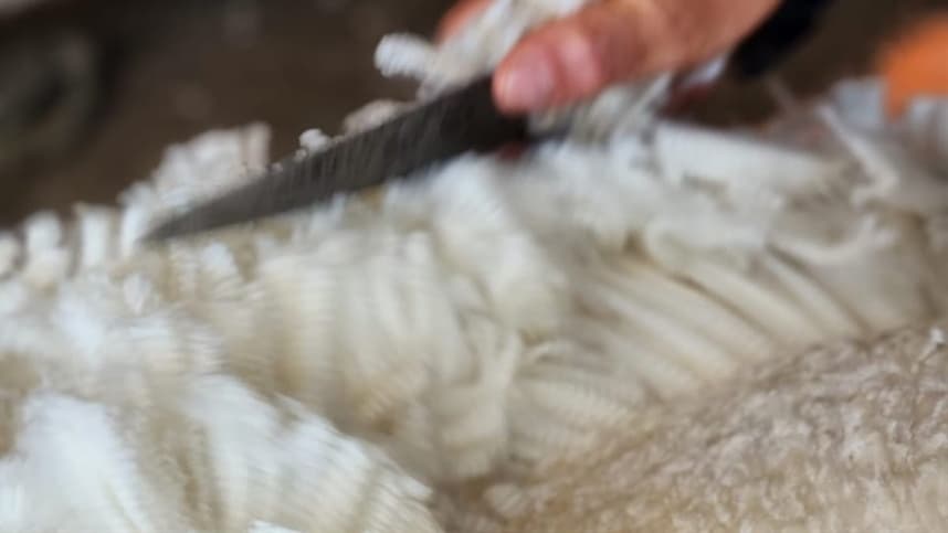 Lã natural se destaca na Expointer por sua sustentabilidade e qualidade