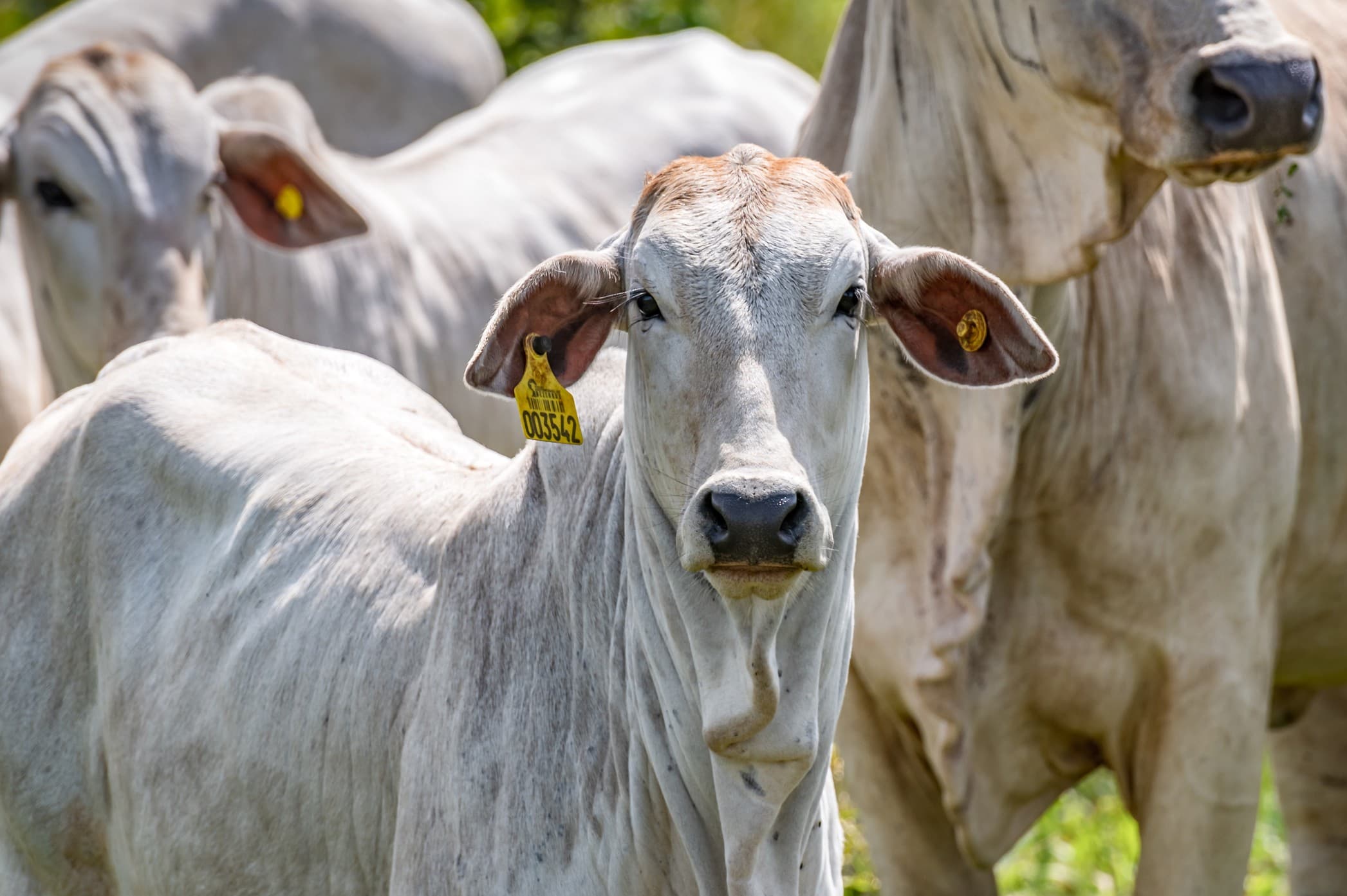 Rastreabilidade de bovinos no Brasil ganha apoio de projetos no Pará