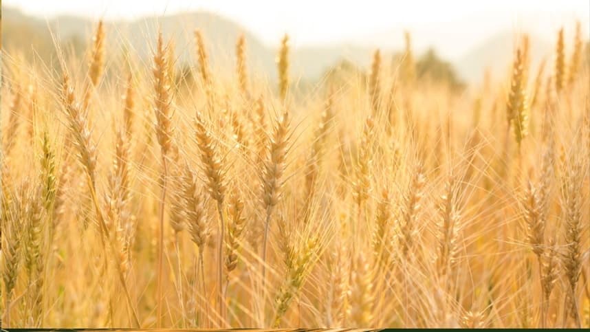 Manejo nutricional da cevada no Paraná apresenta aumento de produtividade