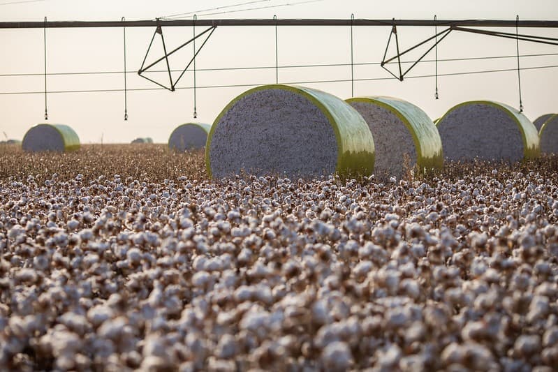 Produção de algodão no Brasil deve atingir 4,178 milhões de toneladas