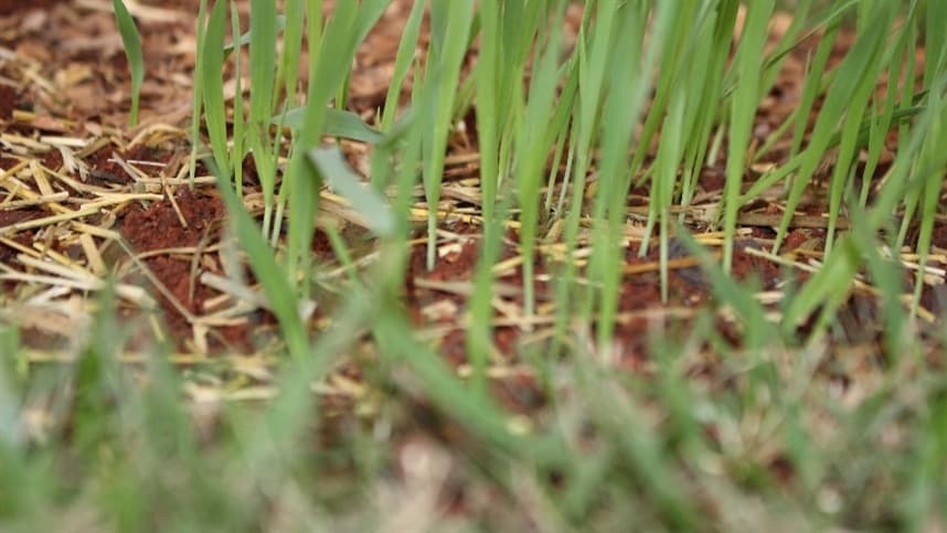 Remineralizadores reduzem emissões de gases em pastagens do Cerrado