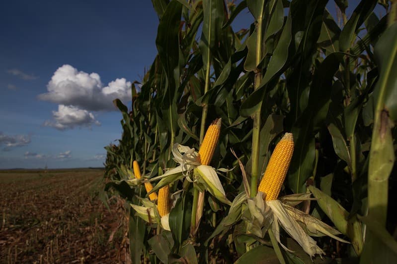 Defensivos agrícolas para milho alcançam R$ 15,4 bilhões em 2026