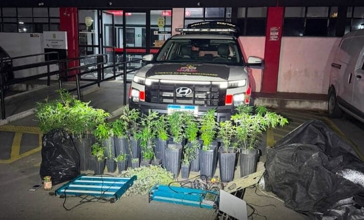 Polícia Militar desmantela plantação de maconha em São Paulo