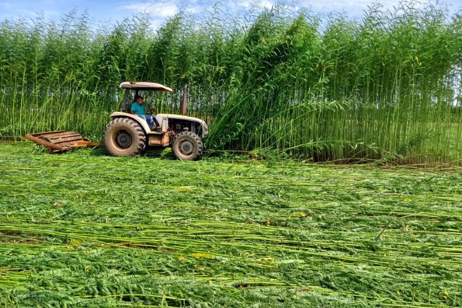 Embrapa investiga Sesbania para melhorar cultivo de arroz e feijão