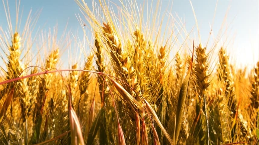 Baixa liquidez no mercado nacional influencia preços do trigo