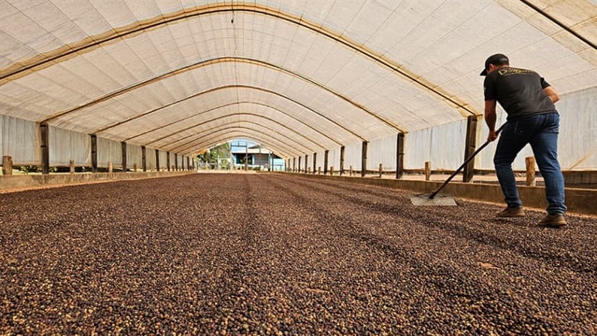 Qualidade das Mudas de Café: A Chave para o Sucesso no Cultivo