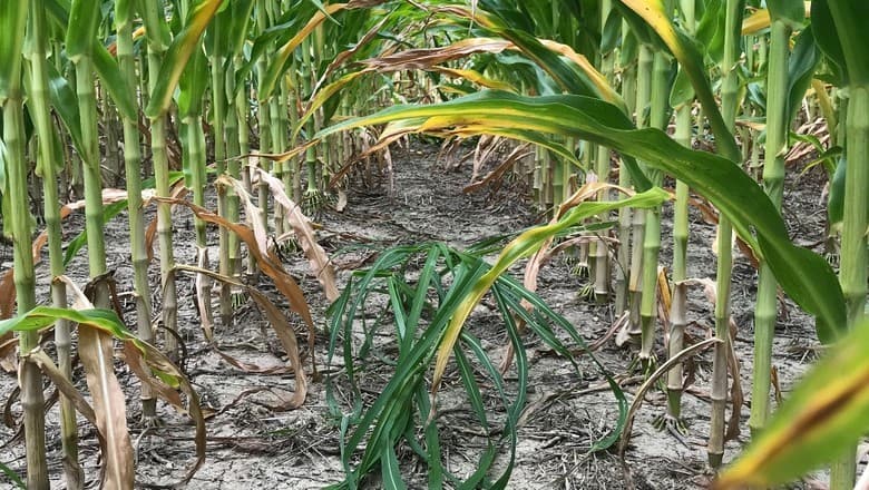 Medida Provisória pode permitir repasses entre programas agropecuários