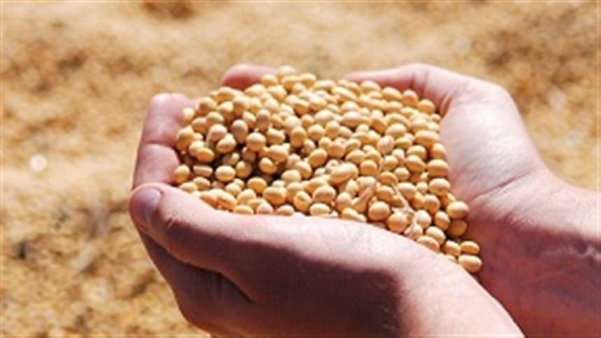 Mercado de soja apresenta volatilidade e desafios logísticos