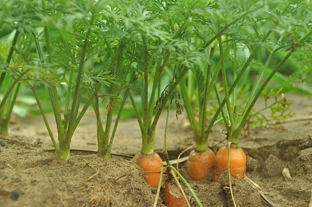 Caxias do Sul registra aumento na produtividade da cenoura, mas qualidade é afetada