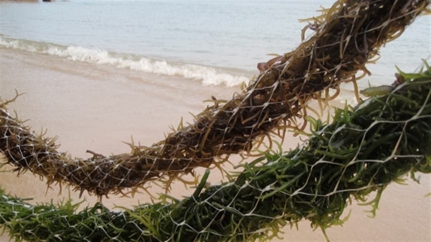 Crescimento dos biofertilizantes de algas marinhas movimenta agricultura brasileira