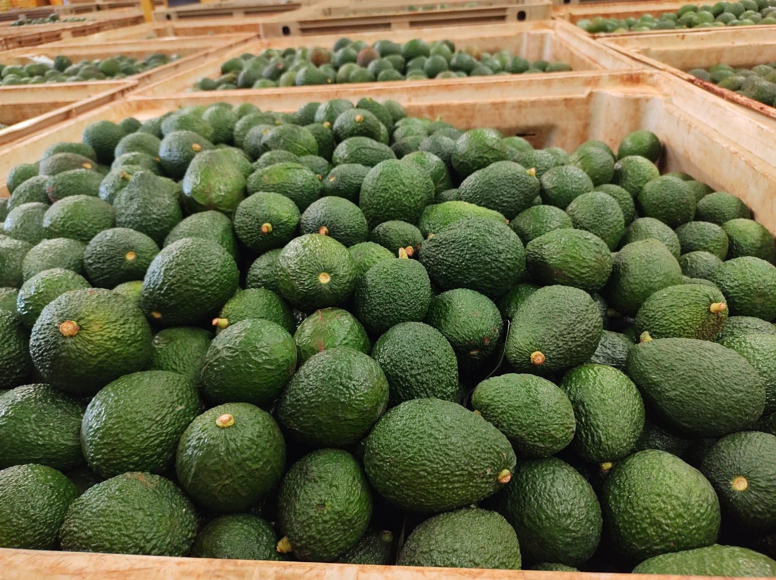 Produtor de MG busca soluções para queda precoce de abacates