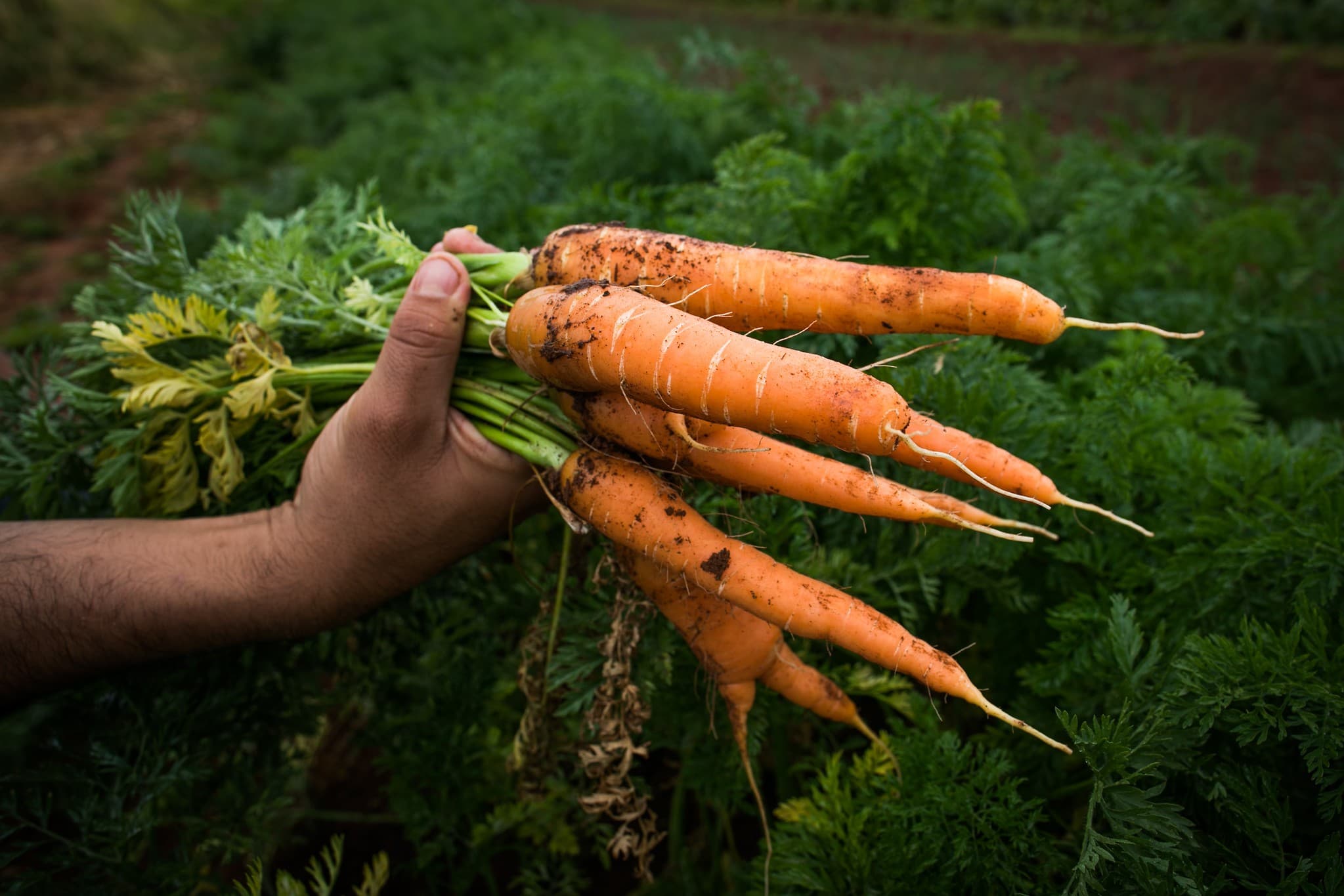 Produtores de Cenoura em Caxias do Sul Enfrentam Desafios com El Niño