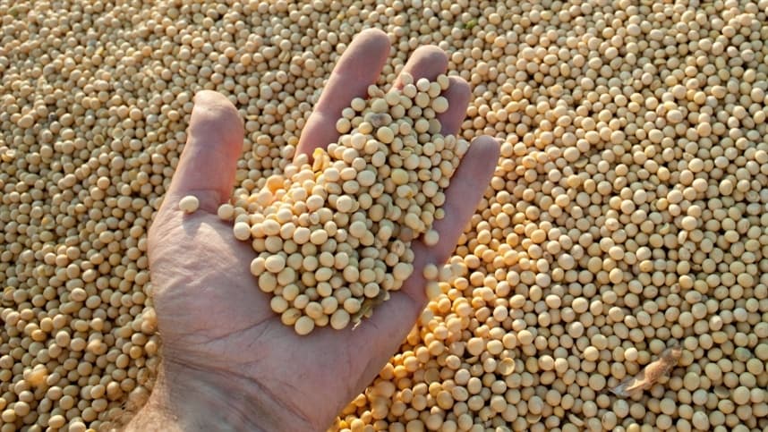 Valorização da soja se intensifica com aumento da demanda brasileira