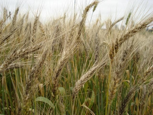 Oferta reduzida de trigo pode elevar preços e dependência externa