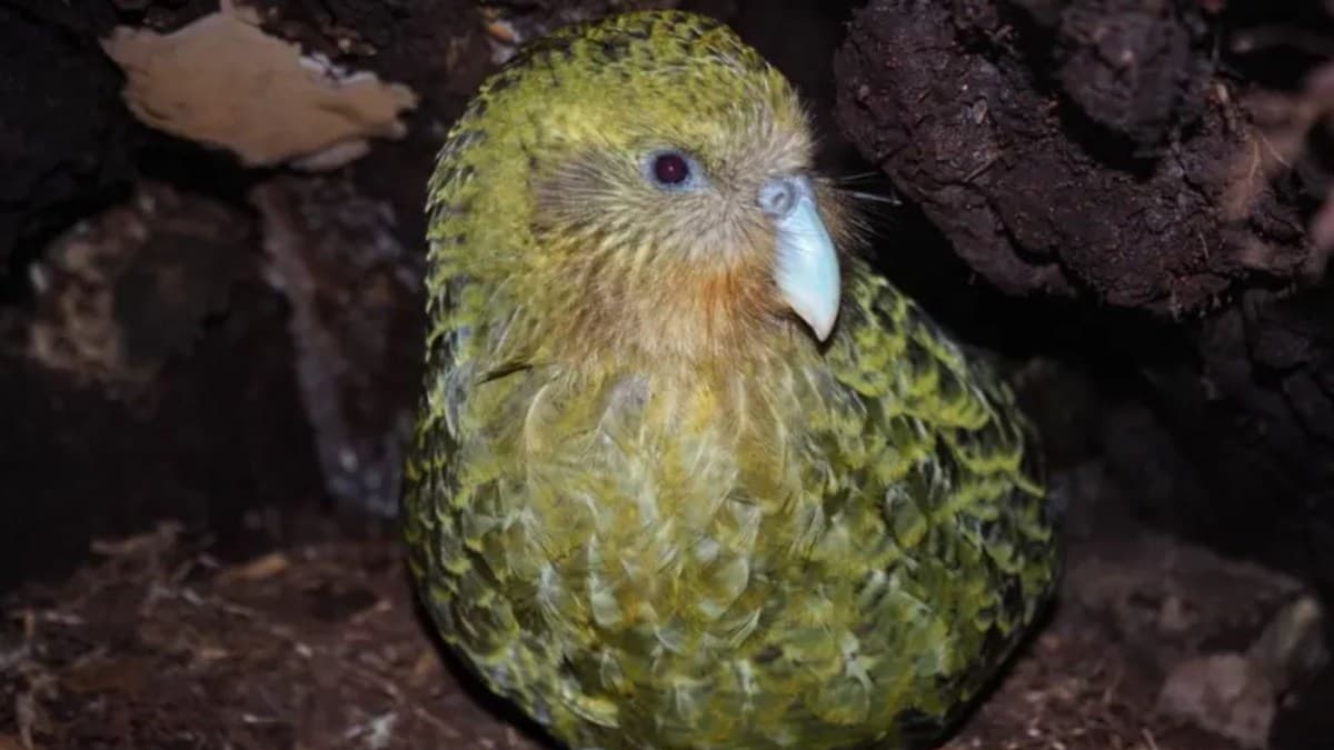 Kākāpō atinge 325 indivíduos após temporada reprodutiva histórica