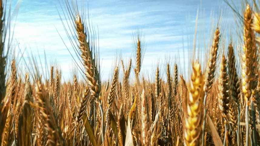 Produção mundial de grãos tem leve melhora, mas segue abaixo de recorde