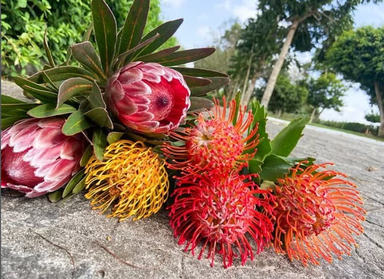 Pinterest aponta estética Afrodecor como tendência em 2026