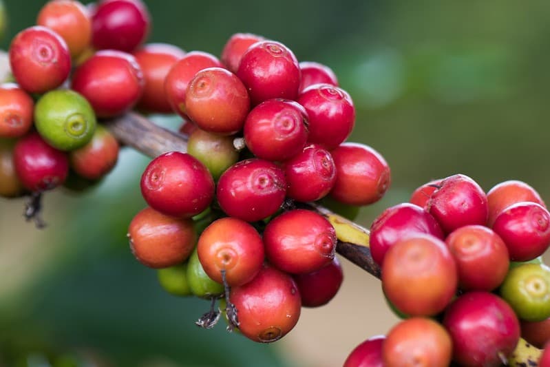 Café tem preço reduzido na Nova York com previsão de safra recorde