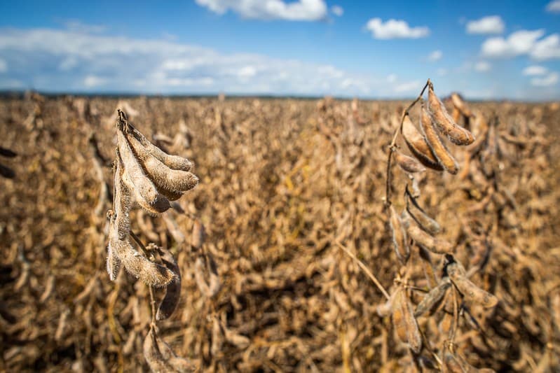 Cosan reorganiza venda de terras em Mato Grosso por R$ 1,85 bilhão