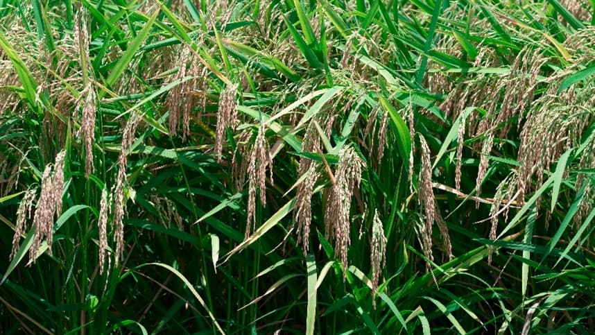 Mercado de arroz apresenta estabilidade e alta nas cotações