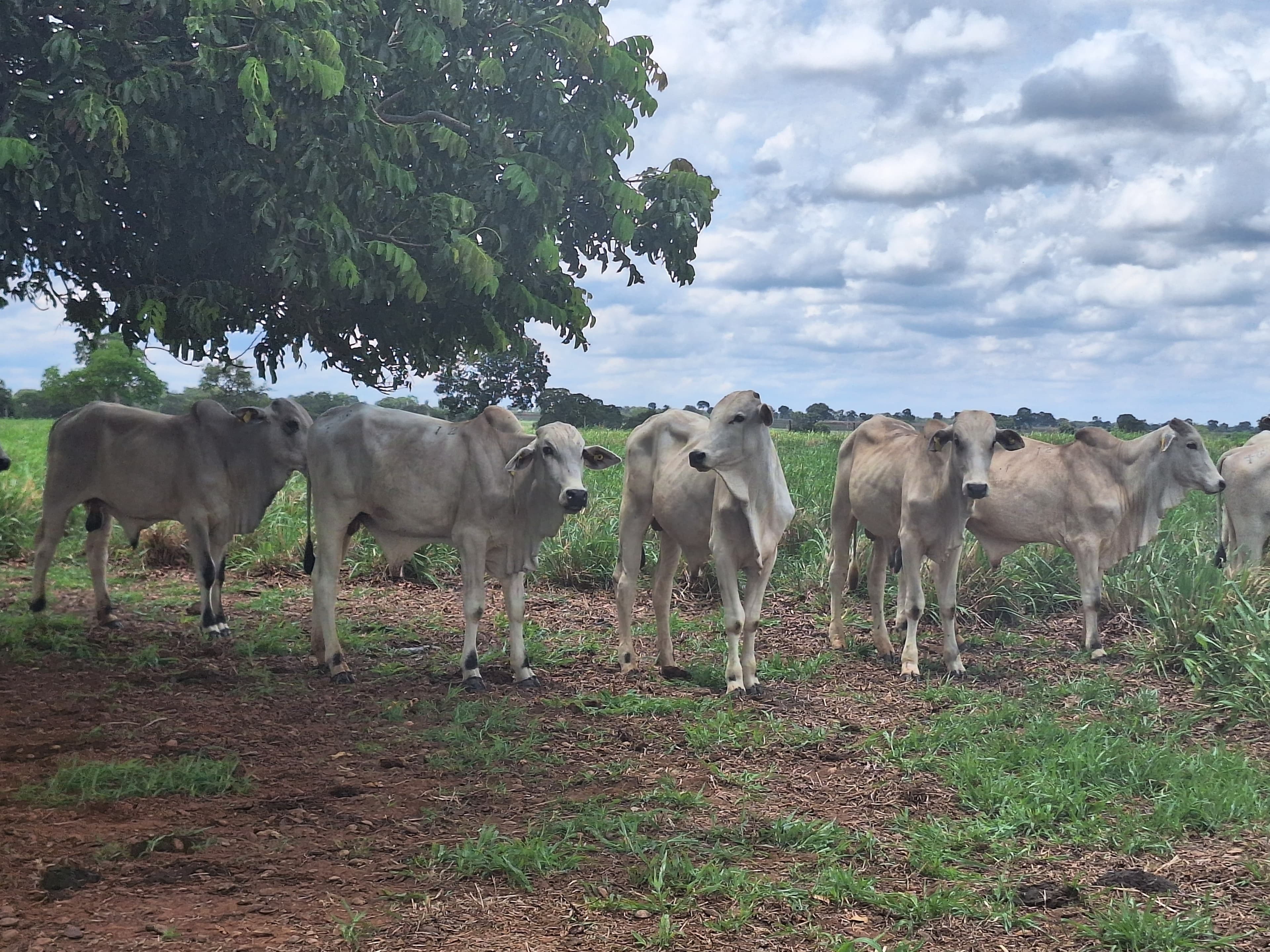 Cotações de boi gordo ficam estáveis na primeira semana de agosto