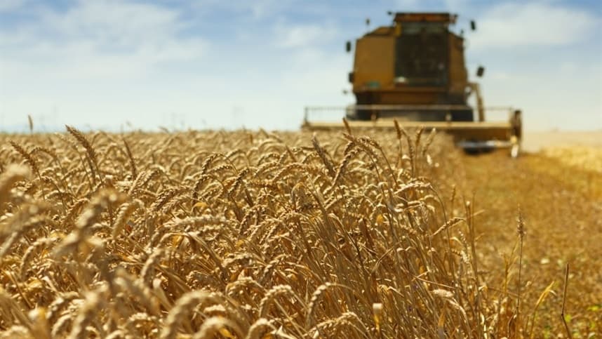 Preços do trigo em grão sobem com oferta restrita em abril