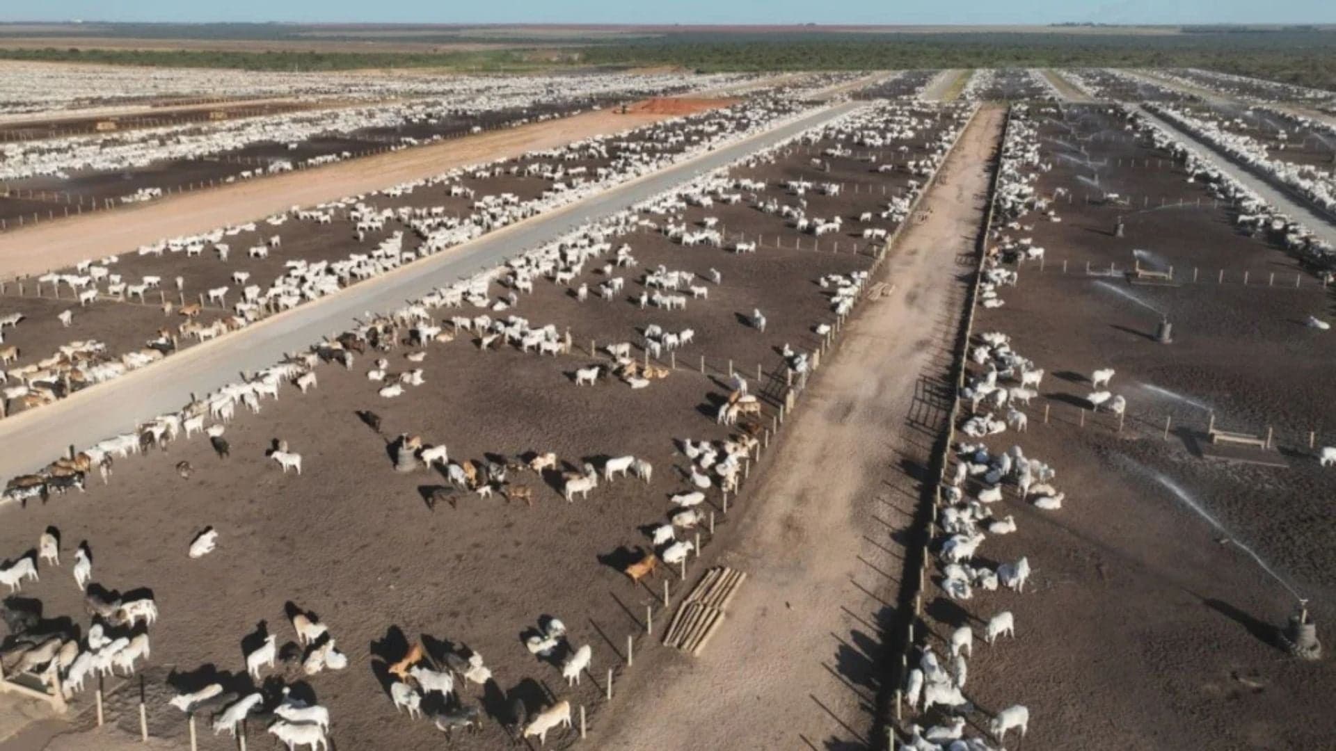 Pneumonia bovina: transmissibilidade e prevenção em foco