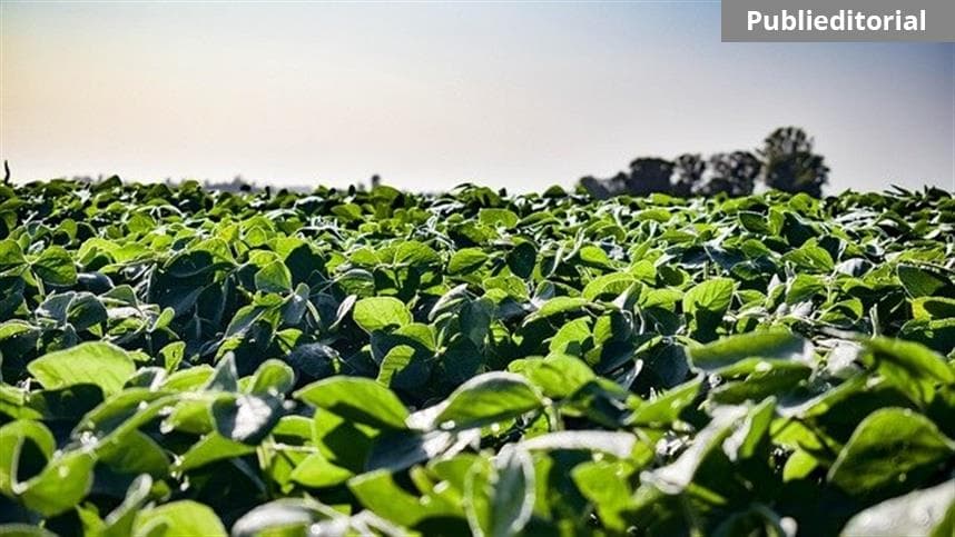 Monitoramento contribui para a redução do uso de defensivos na cultura da soja.