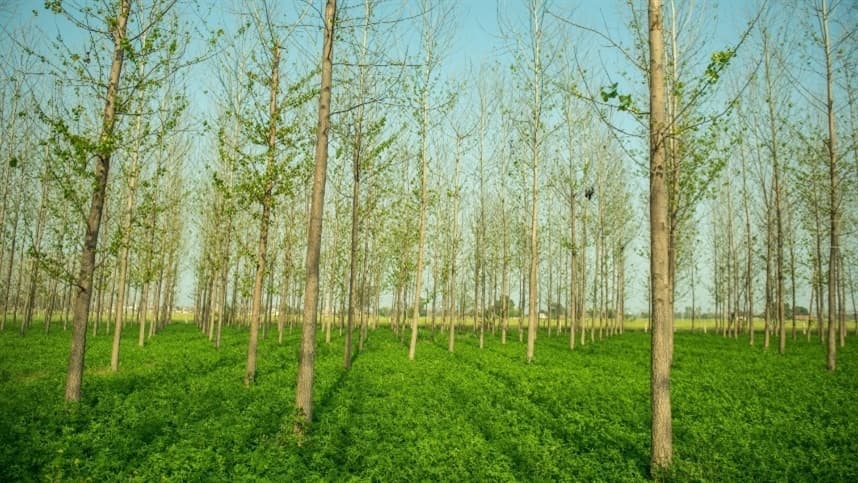Crescimento da Cobertura Florestal no Paraná é Registrado em 2025