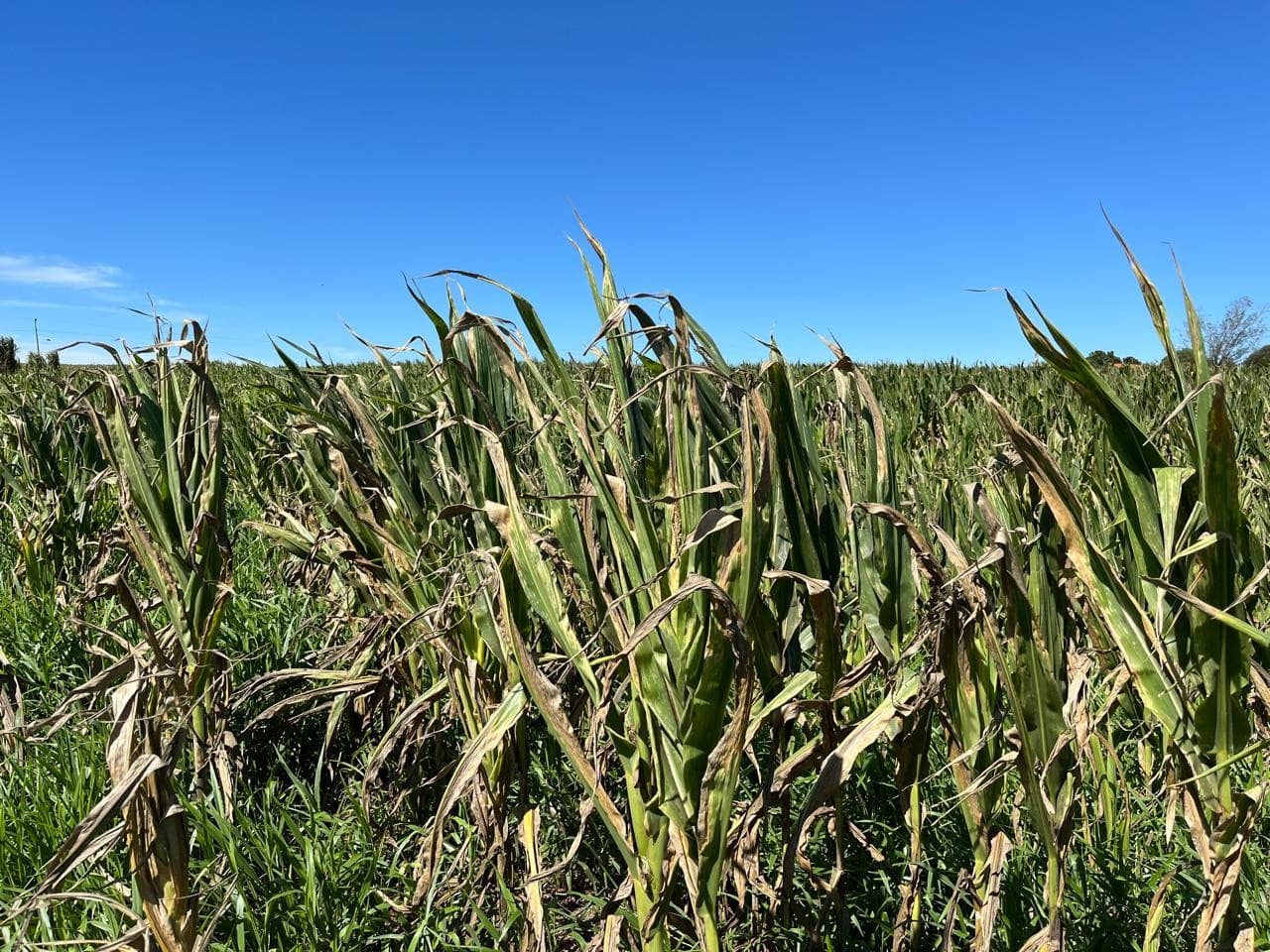 Produtores de milho enfrentam seca severa no Brasil