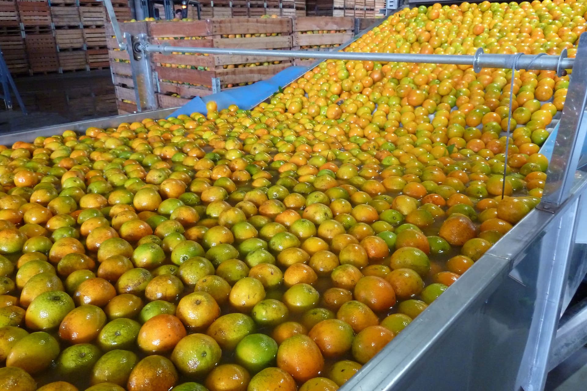 Safra de laranja 2026/27 inicia negociações com desafios para indústrias