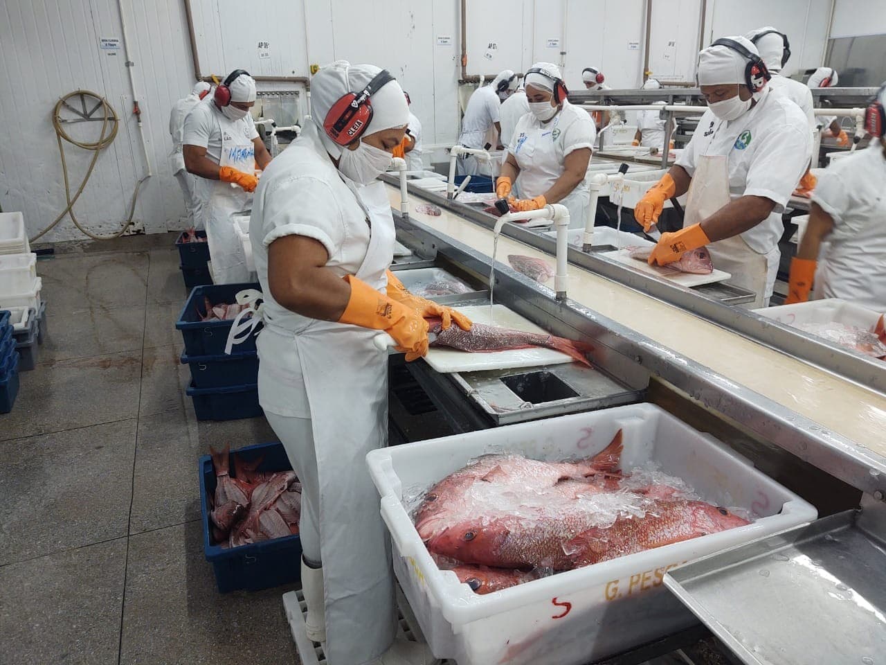 Indústrias de Pescados no Brasil Adiam Investimentos Por Incertezas Econômicas