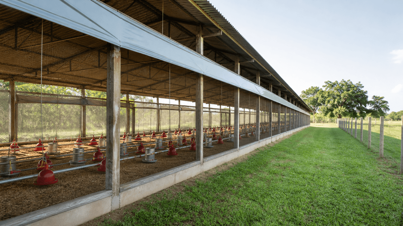 Galinheiros na Agricultura Familiar: Estruturas e Benefícios