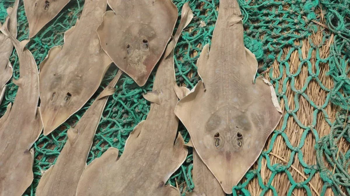 Peixe-guitarra em risco por pesca predatória em Gana