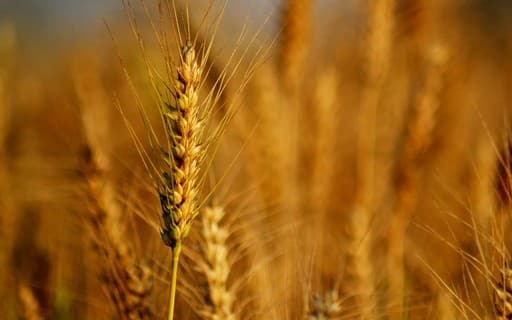 Preço do trigo dispara devido a condições climáticas adversas nos EUA